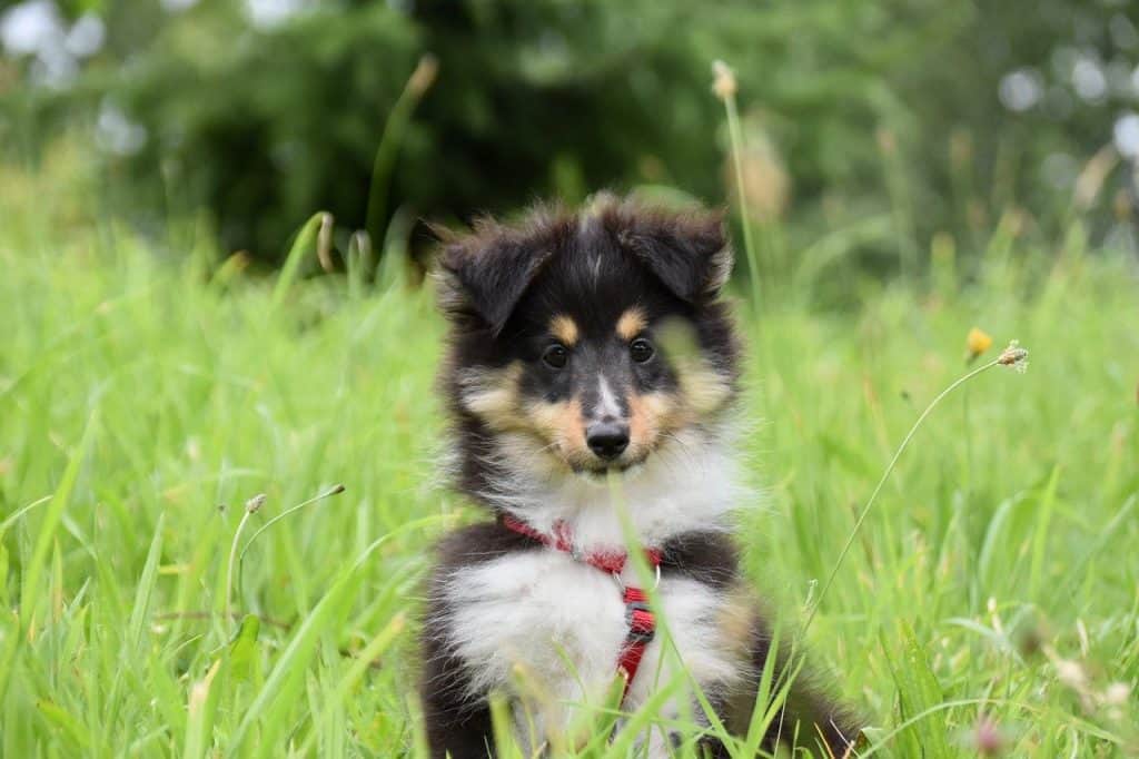 choosing-a-good-location-for-potty-your-dog