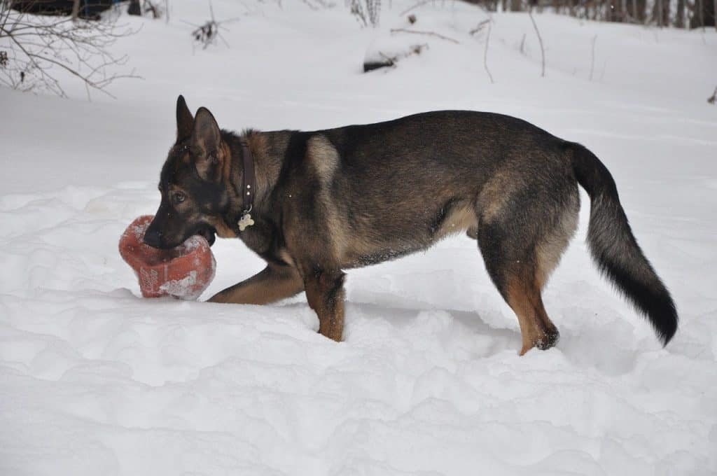 teaching your dog the right behavior