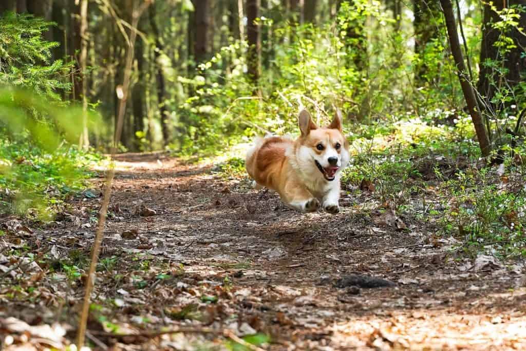 teaching your dog to perform on command