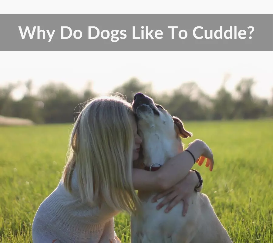 why-do-dogs-like-to-cuddle-fascinating-reasons-pets-heed