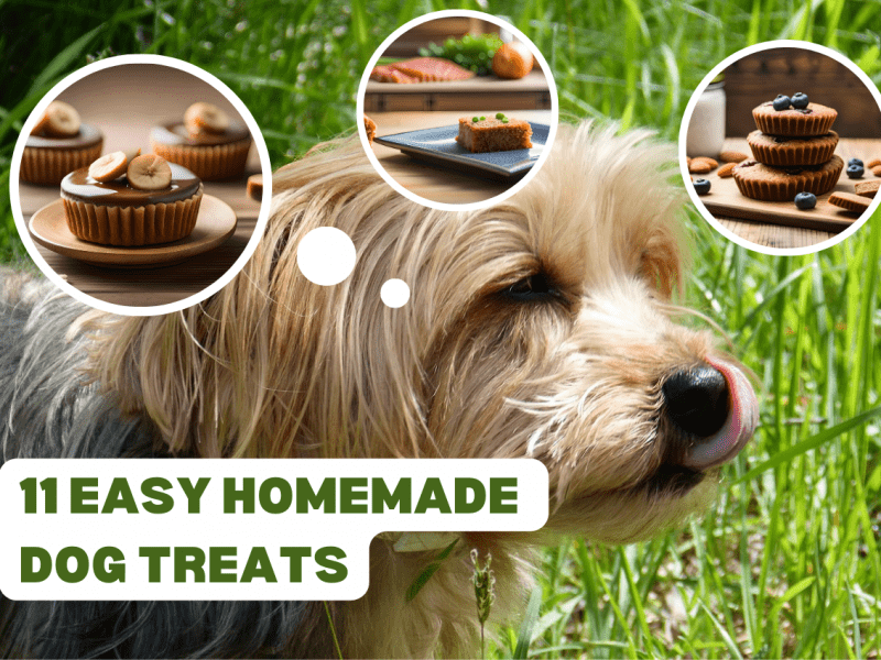 11_easy_homemade_soft_dog_treats