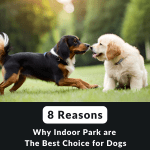 8_reasons_why_indoor_park_are_the_best_choice_for_dogs