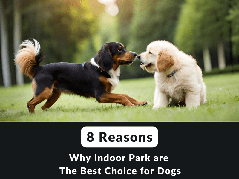 8_reasons_why_indoor_park_are_the_best_choice_for_dogs