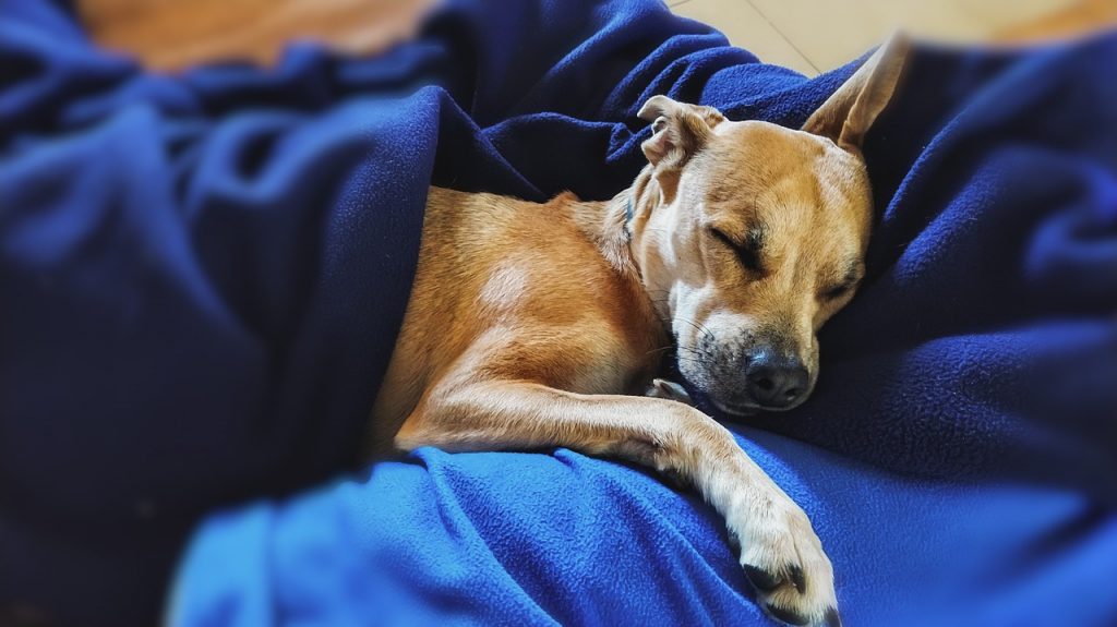 Living Spaces for Lazy Dogs