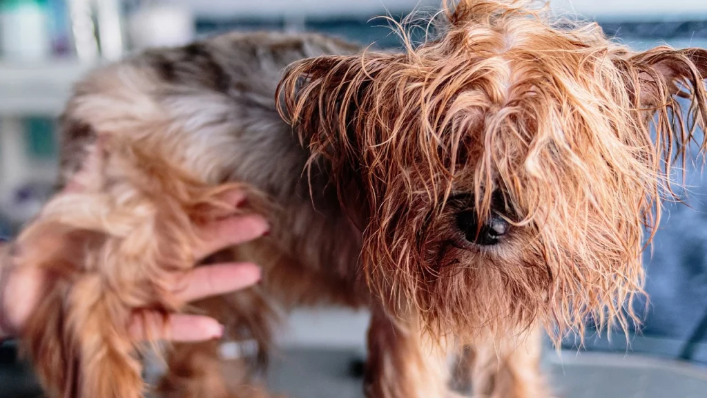 5 Tips for Grooming Dogs with Sensitive Skin Pets Heed