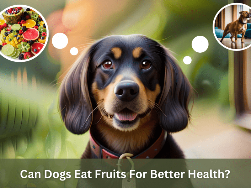 can_dogs_eat_fruits