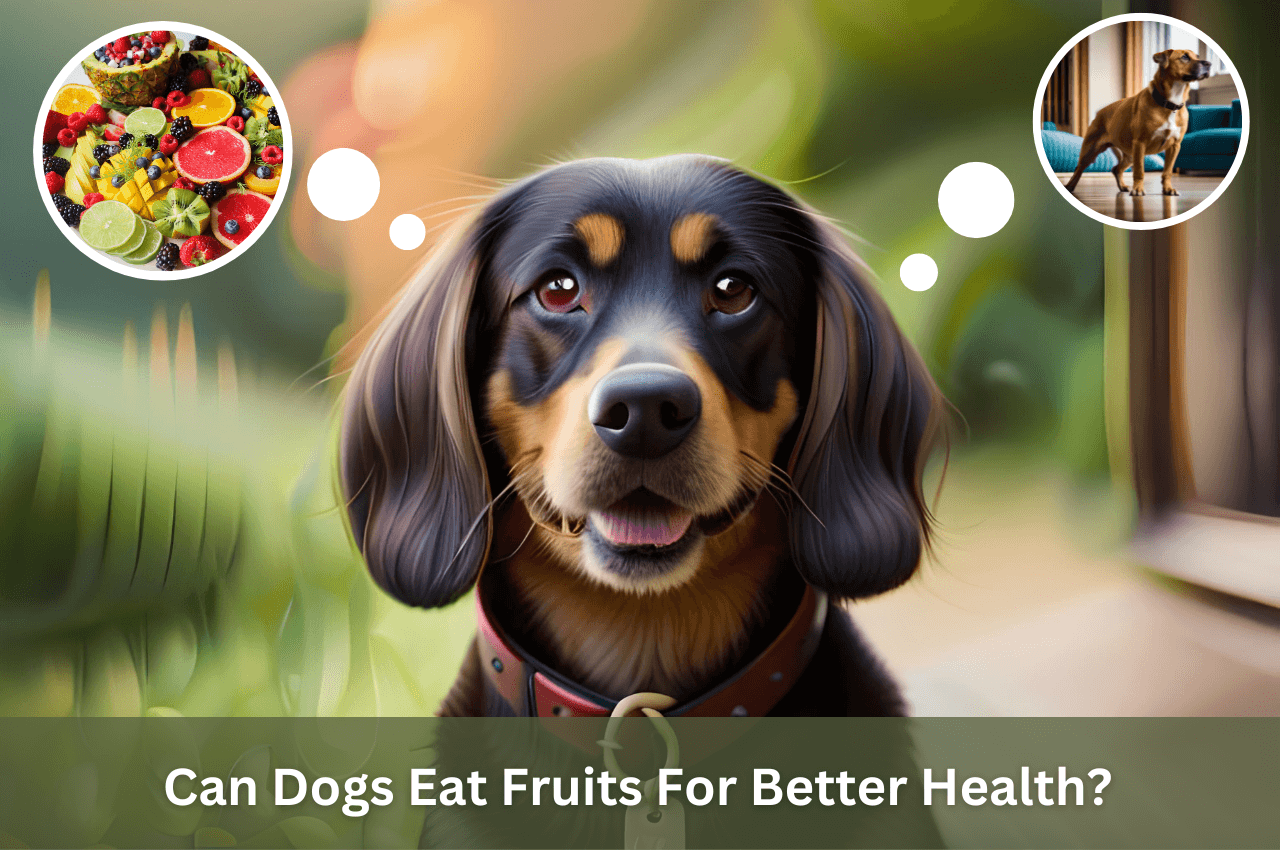 can_dogs_eat_fruits