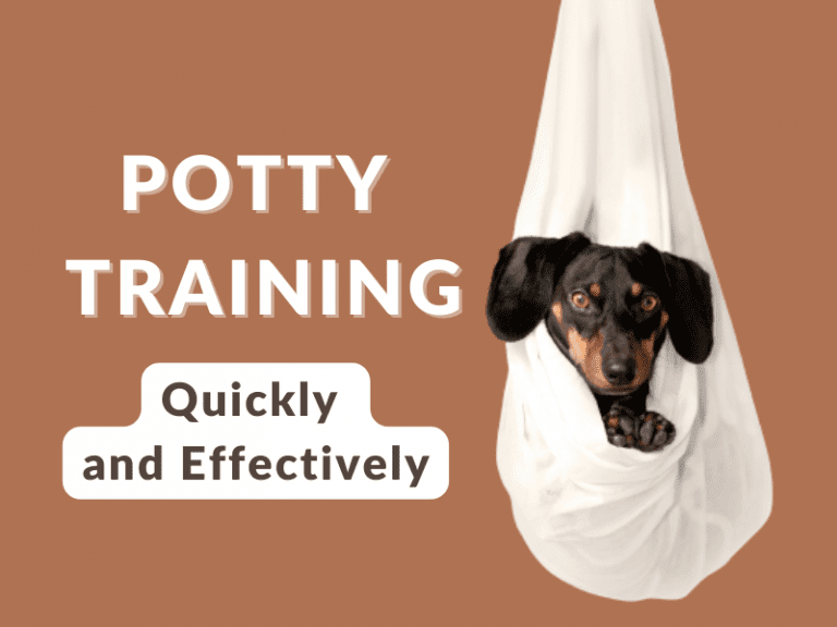 How To Housetraining Your Puppy In 4 Easy Steps Pets Heed