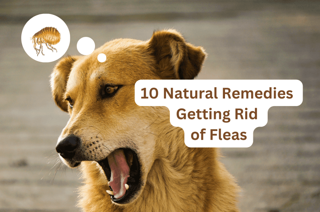 10 Natural Remedies for Getting Rid of Fleas on Dogs Fast - Pets Heed