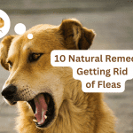 10 Natural Remedies for Getting Rid of Fleas on Dogs Fast