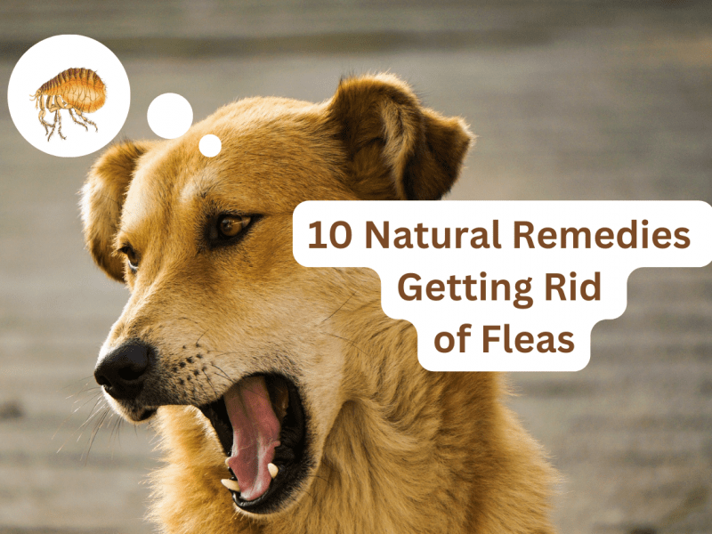 10 Natural Remedies for Getting Rid of Fleas on Dogs Fast